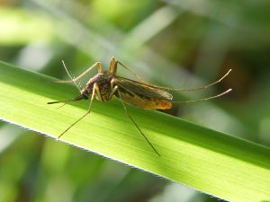 A mosquito sits on a blade of grass