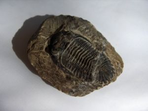 A closeup of a trilobite fossil on a white table