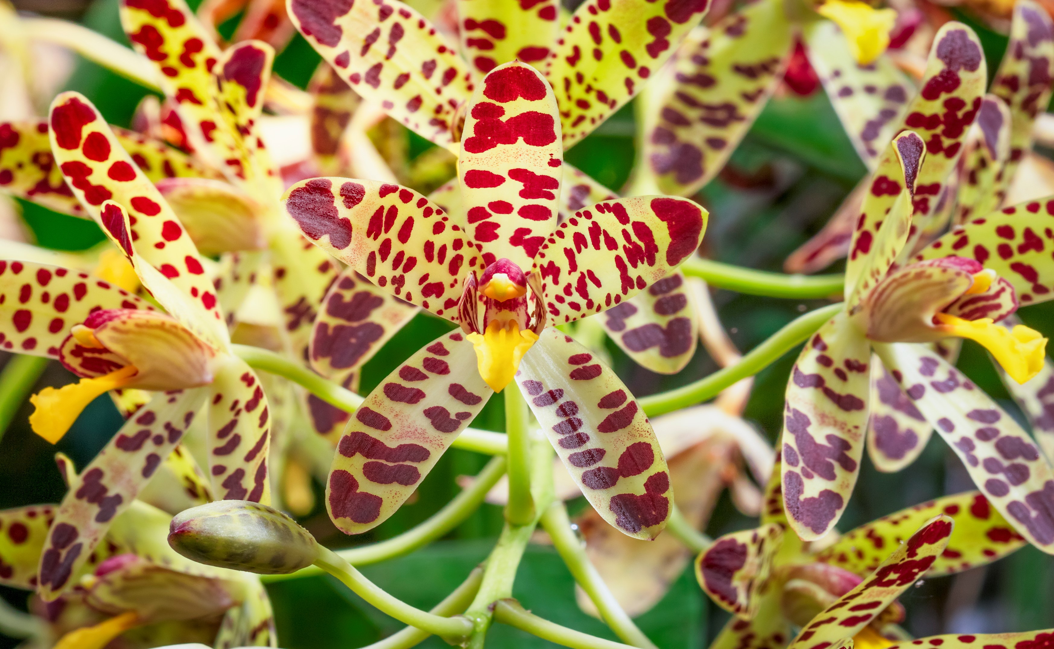 Image of orchids