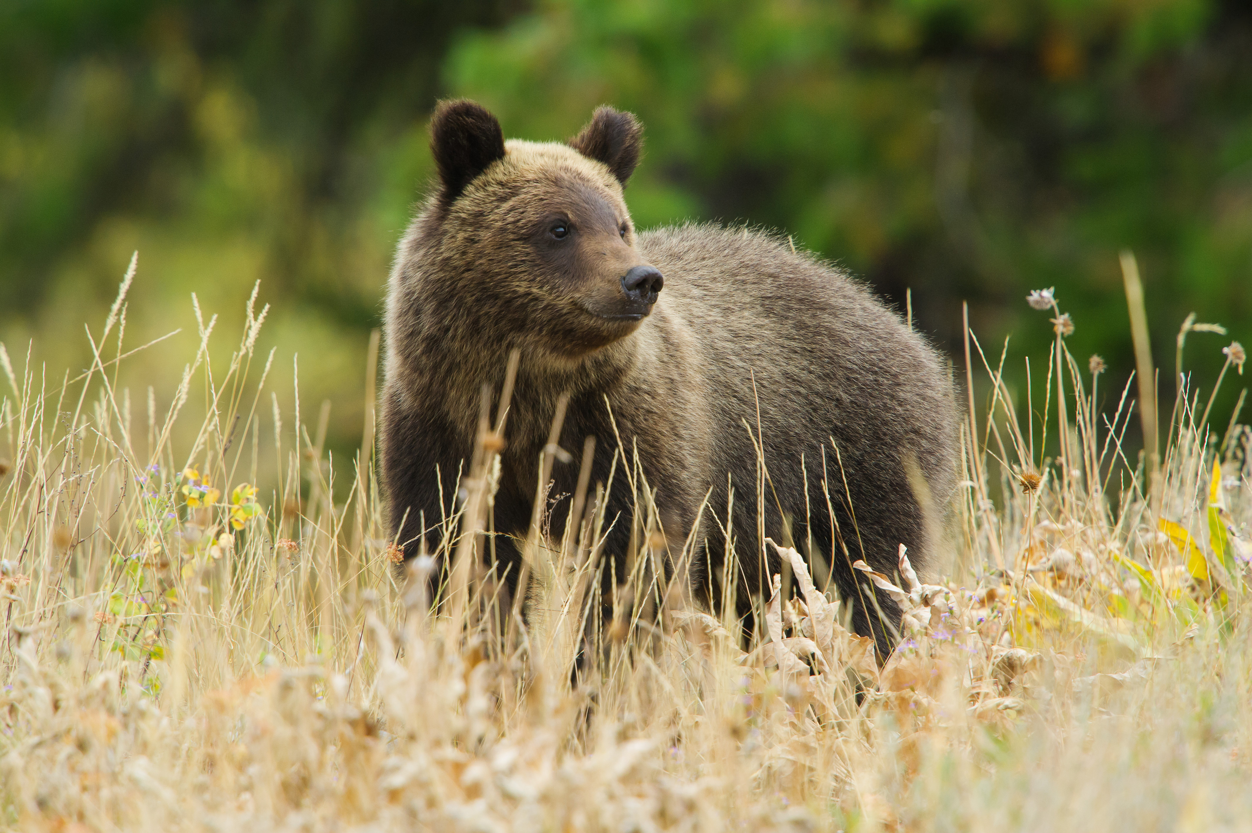 Grizzly bear