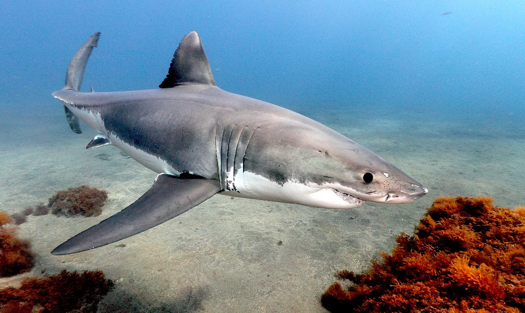 Great White Shark