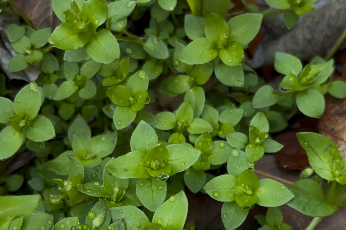 close up of bright green leaves with drops of water