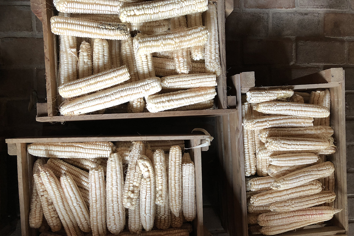 Ears of white seed corn stacked loosely in 3 wooden crates on a brick floor.