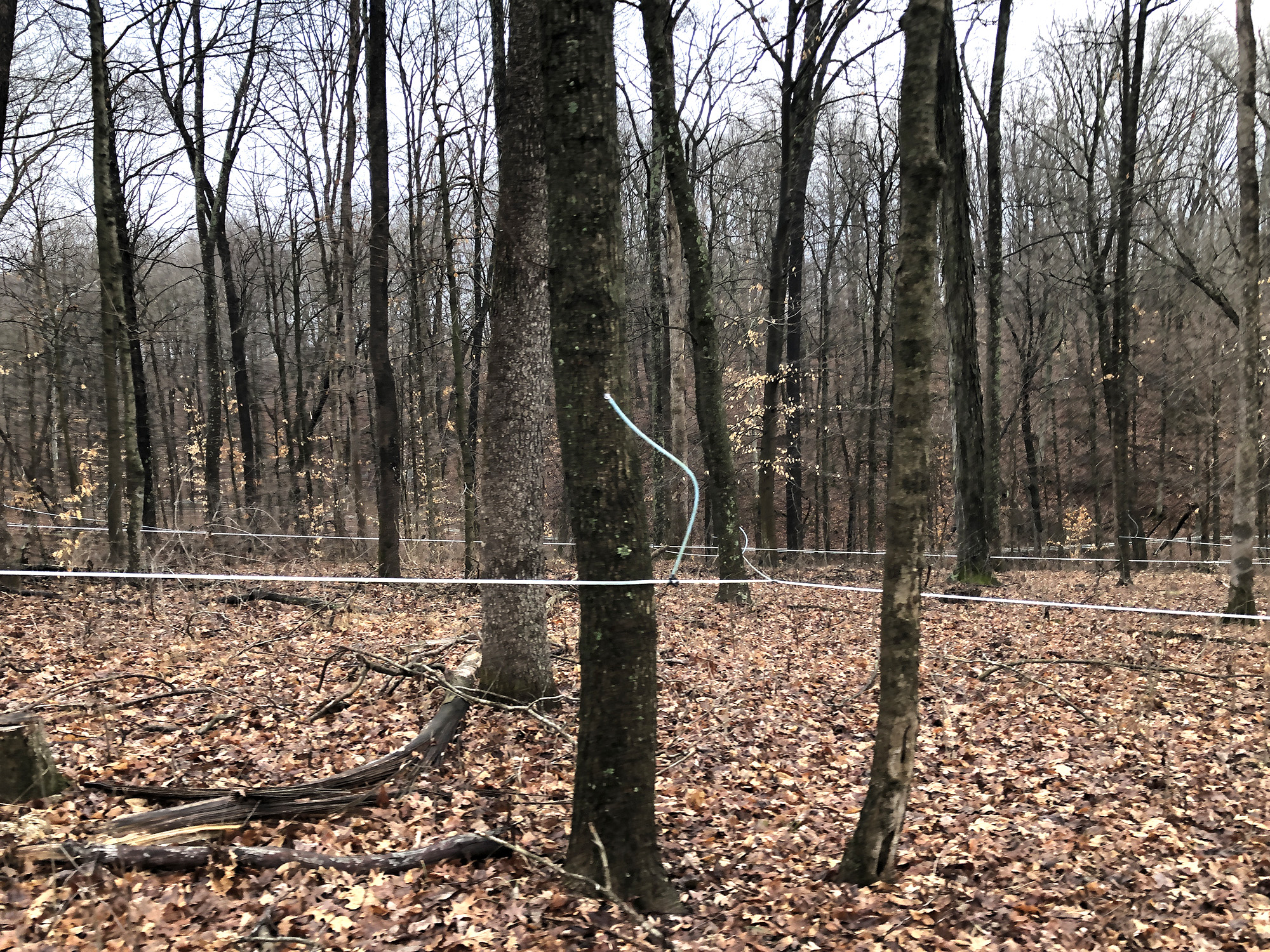 Forest in winter with white tubing running from tree to tree