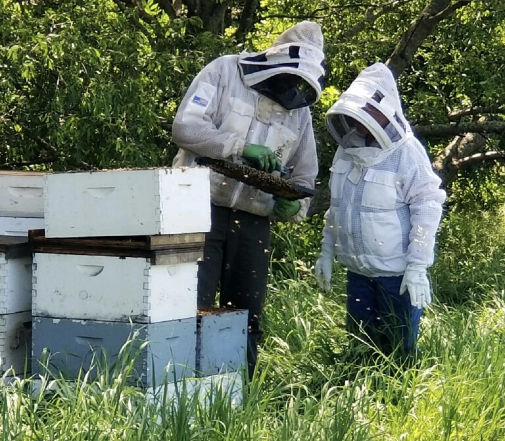 Two beekeepers stand by bee boxes