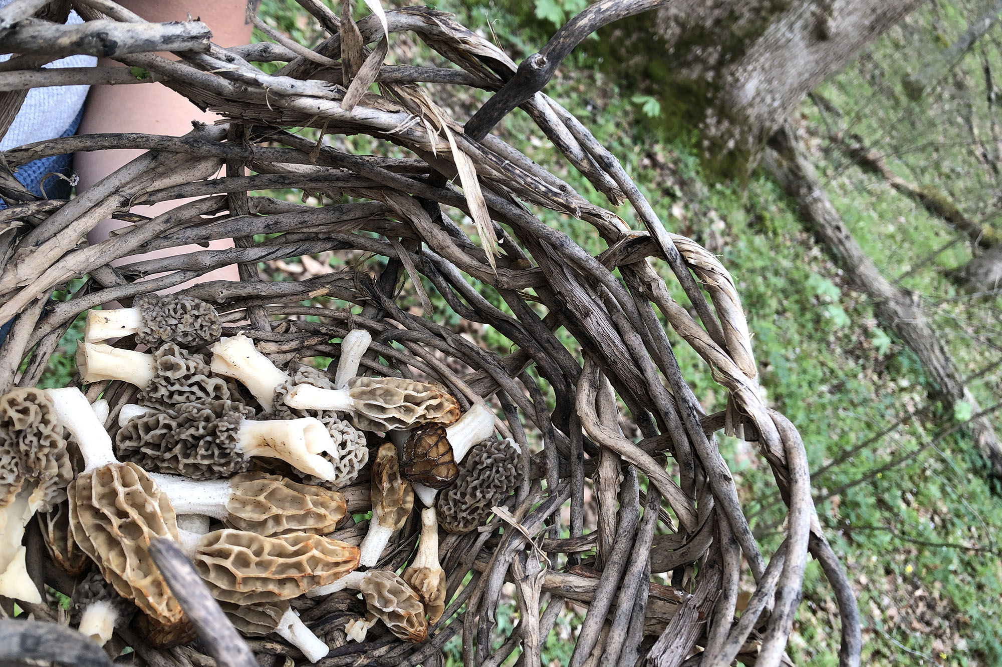 handmade basket with 20 morel mushrooms, forest background