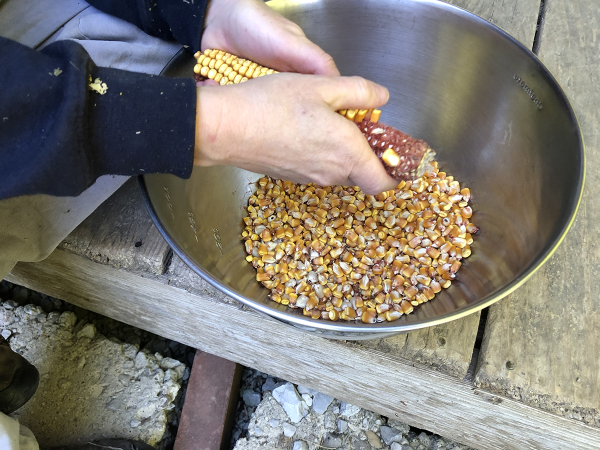 Two hands holding an ear of dry yellow seed corn with a reddish-brown cob, over a metal bowl partially filled with corn kernals