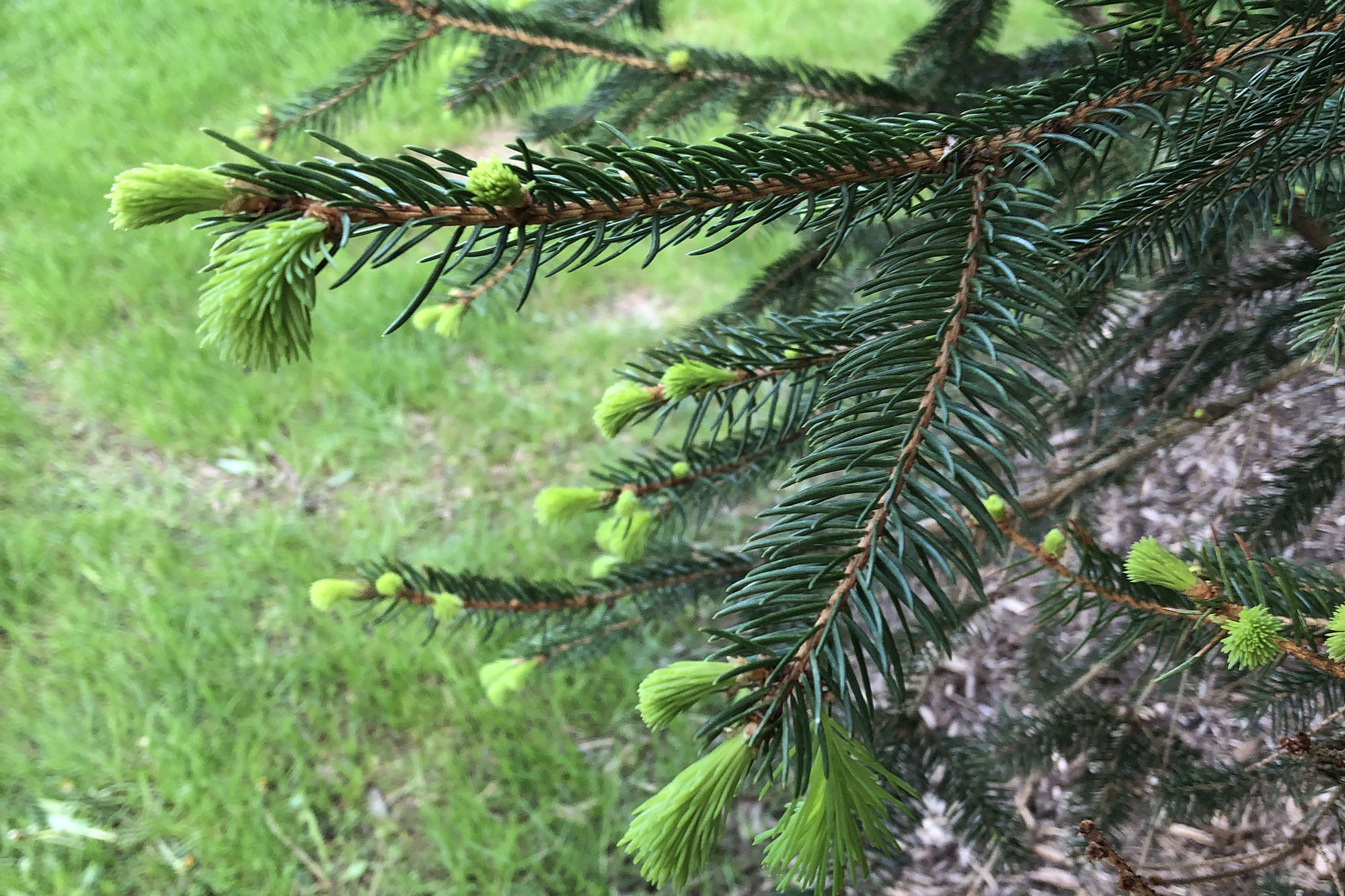 evergreen branches with dark green needles and bright green tips