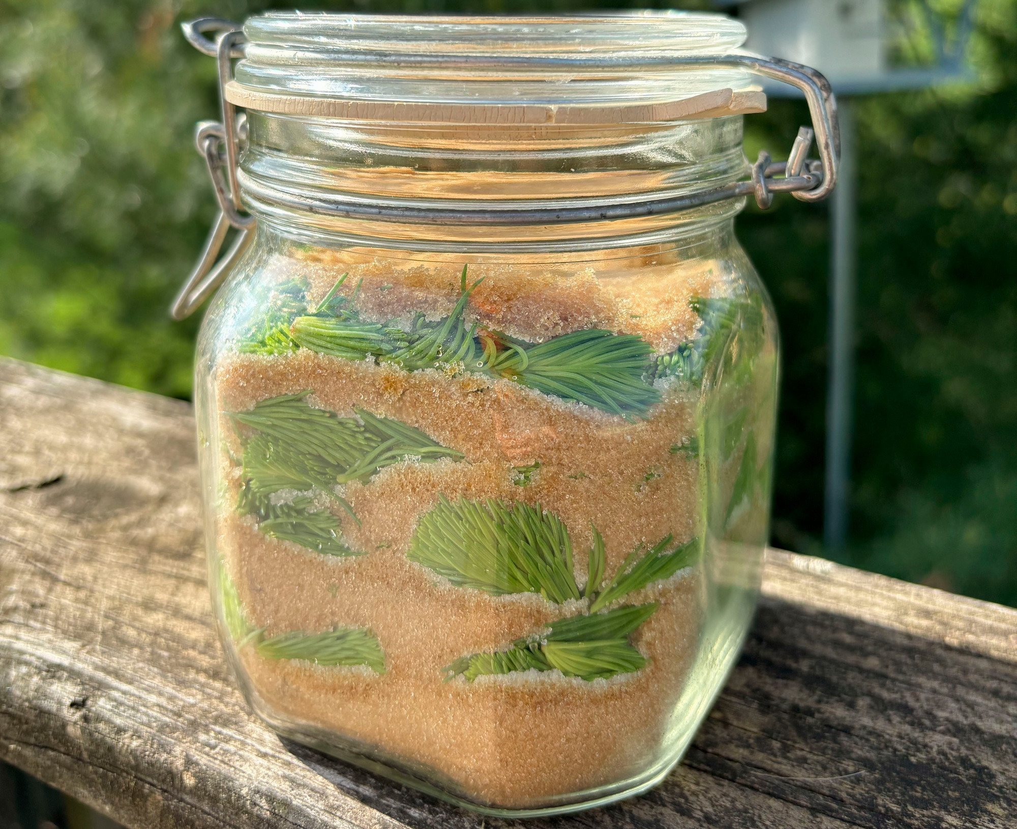 clamp jar with layer of brown sugar and spruce needles