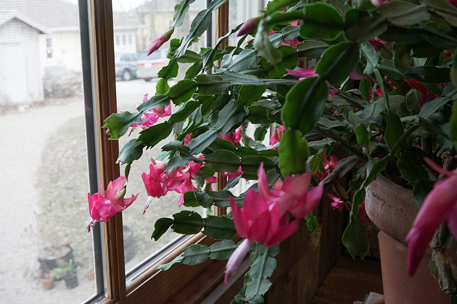 Wylie House second Christmas cactus at window