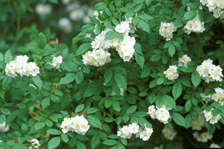 invasive multiflora rose