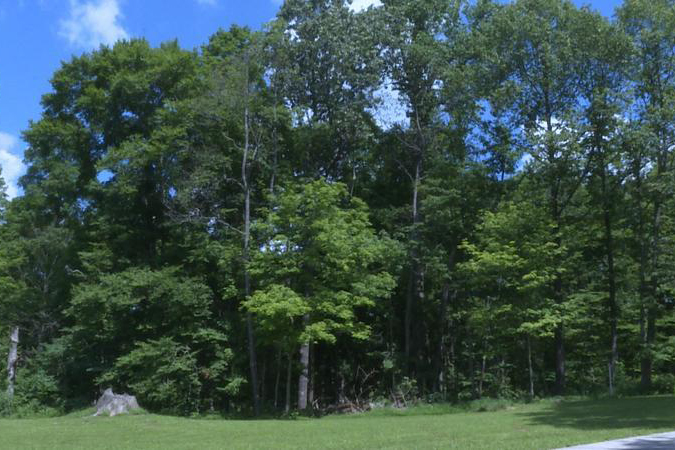 trees