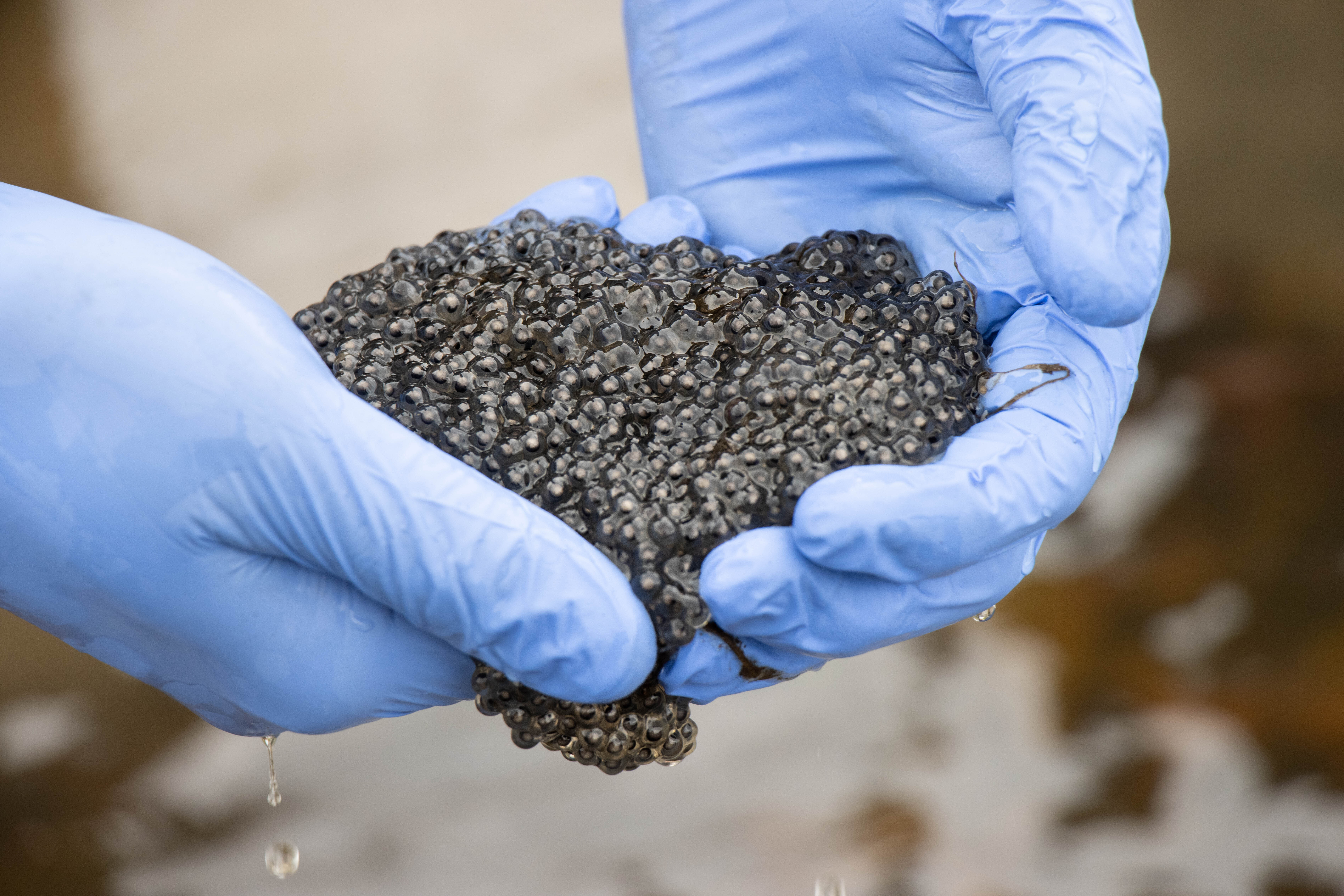 A mass of Crawfish Frog eggs taken from a site in Greene County.