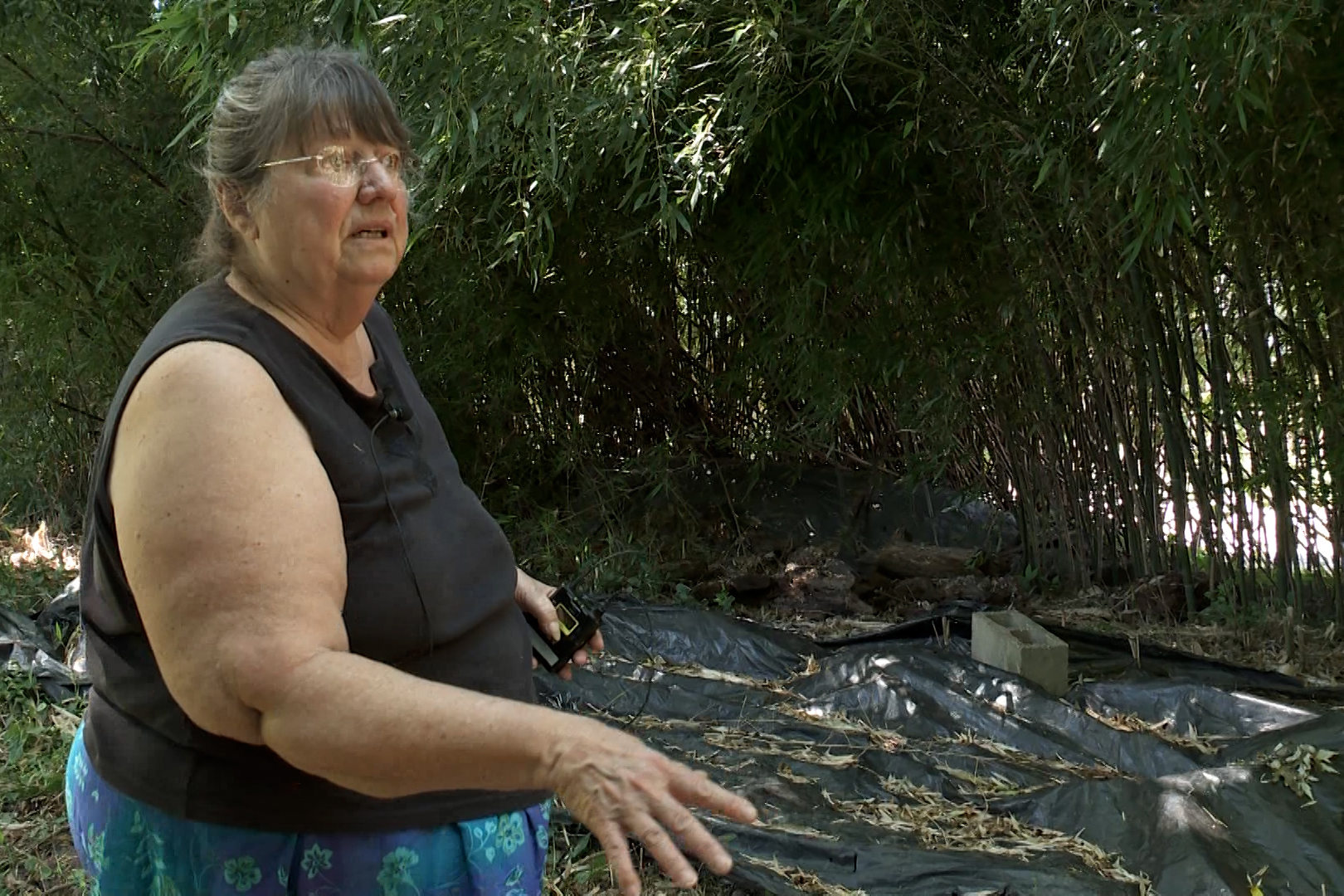 Karen Cherrington looks out over the bamboo in the backyard of her property on West Sixth Street