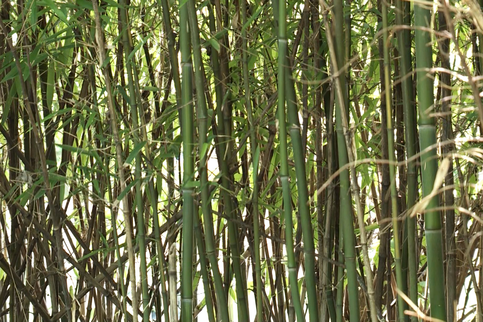 Bamboo borders a property on West Sixth Street