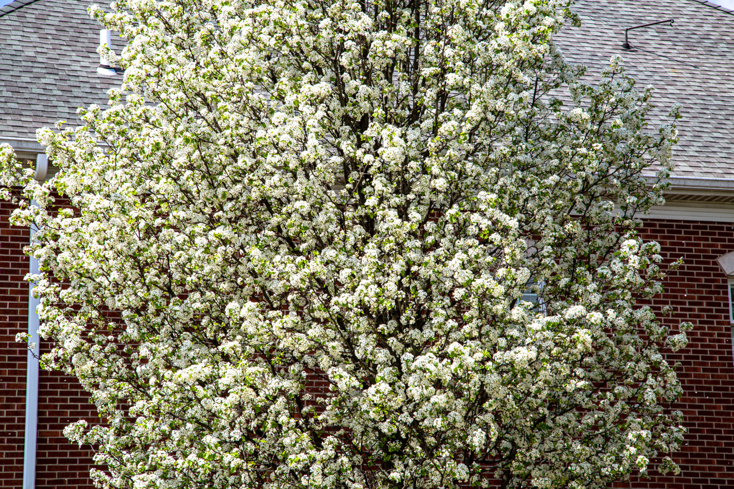 A photo of a bradford pear tree.