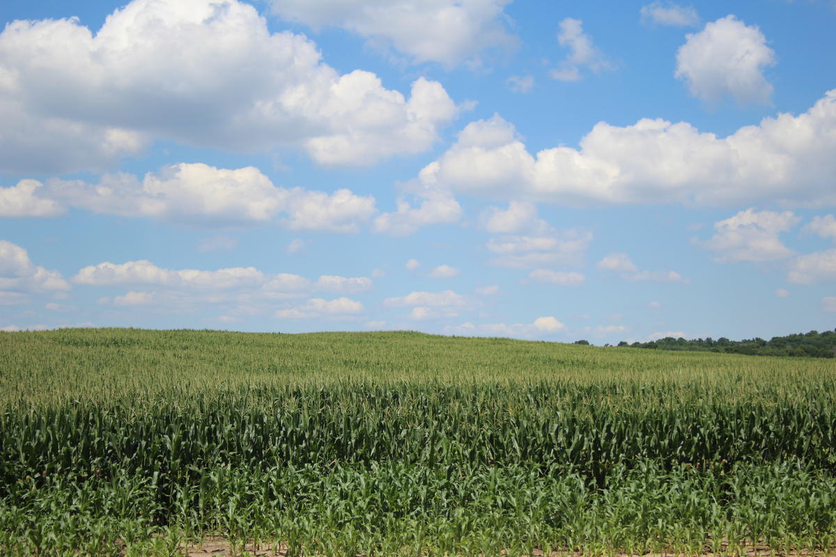 A cornfield In Elkhart County, Indiana.
