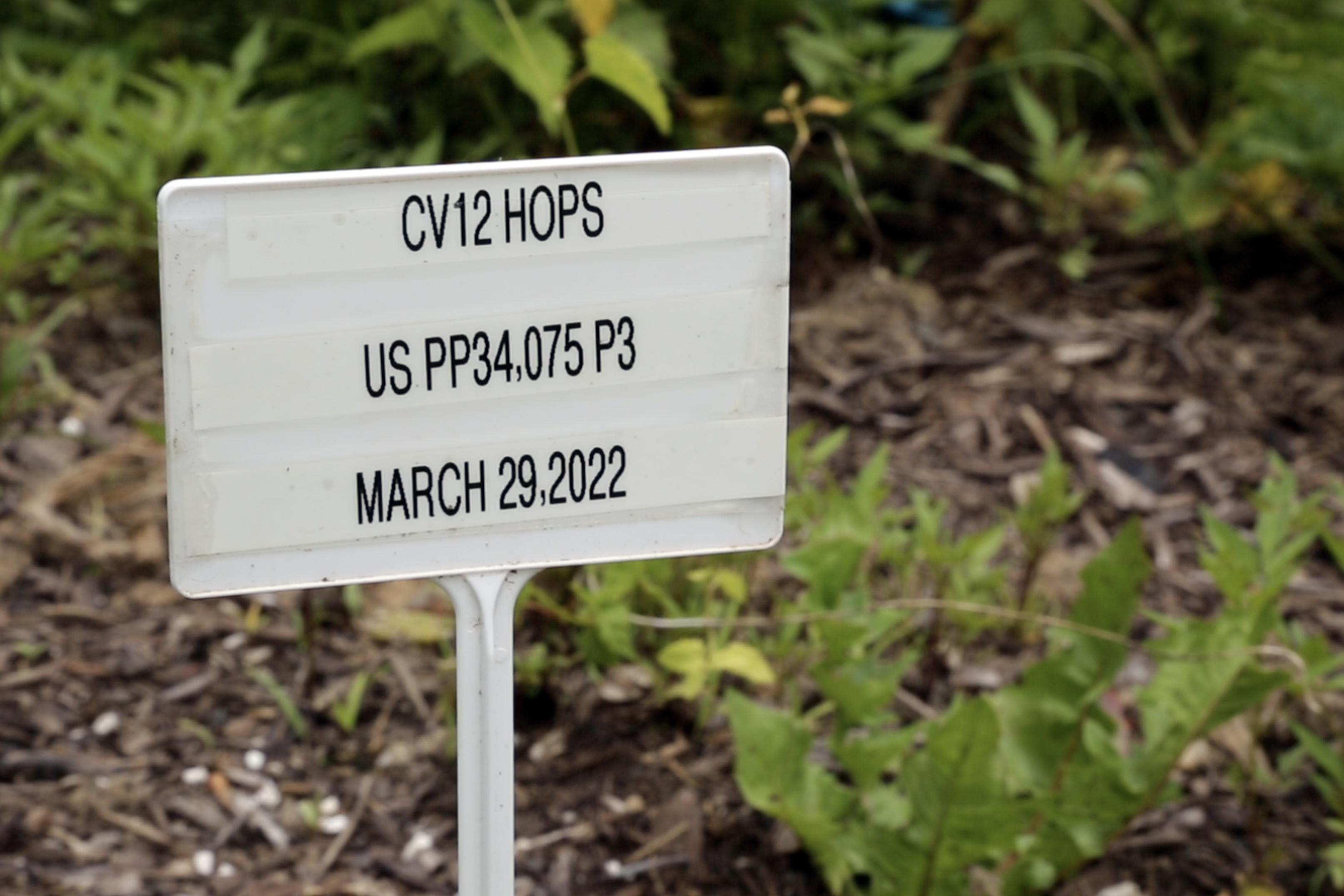 CV-12 hops sign