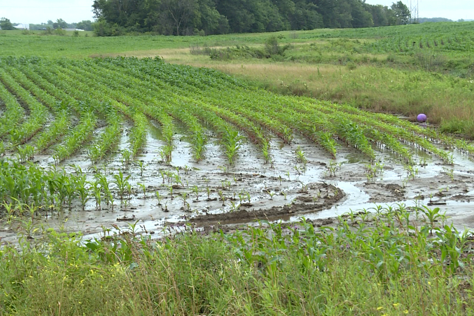flooded fields