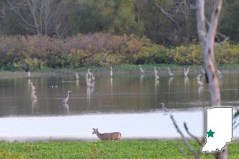 Wildlife In Need