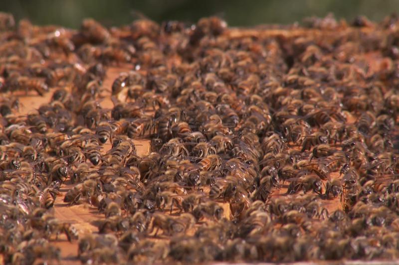 bees