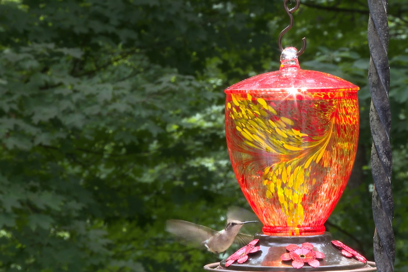 Hummingbird at feeder