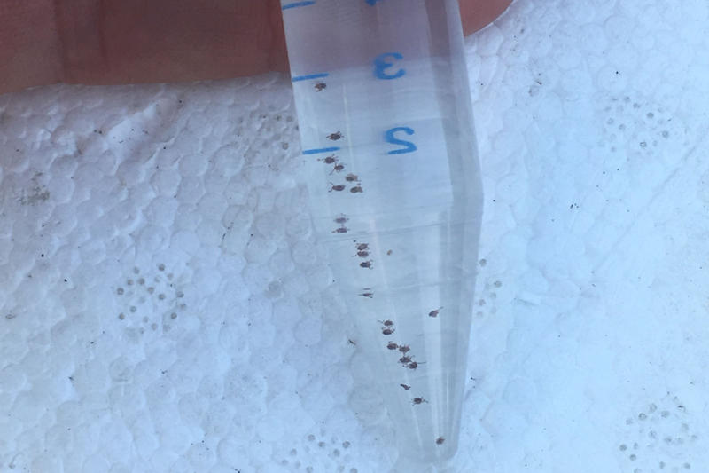 tick nymphs