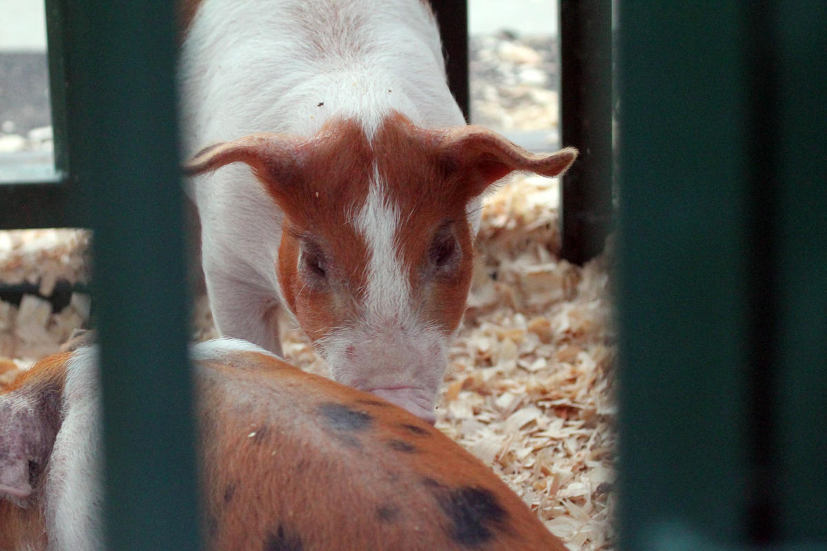 pigs