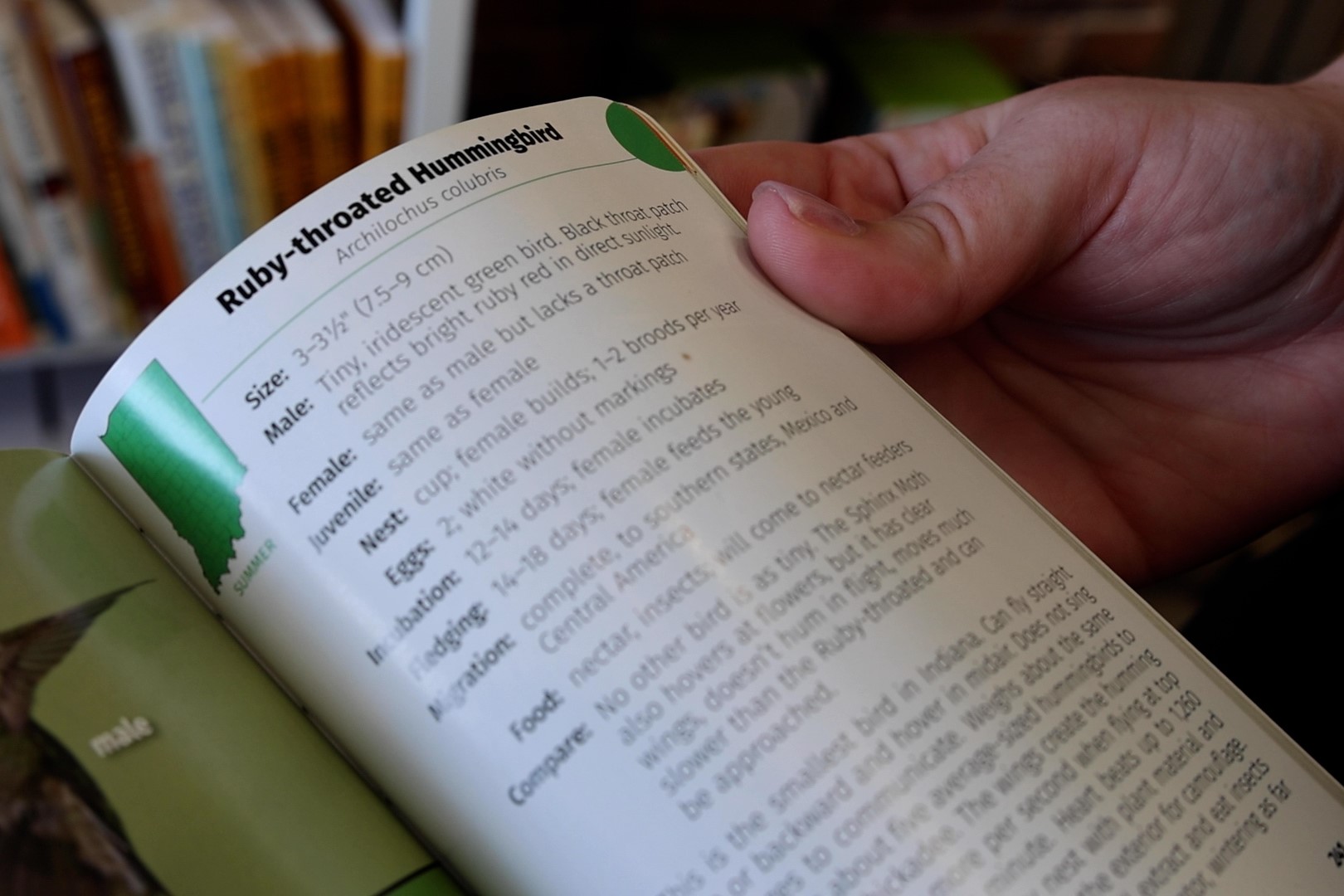 Guide book open to ruby-throated hummingbird page