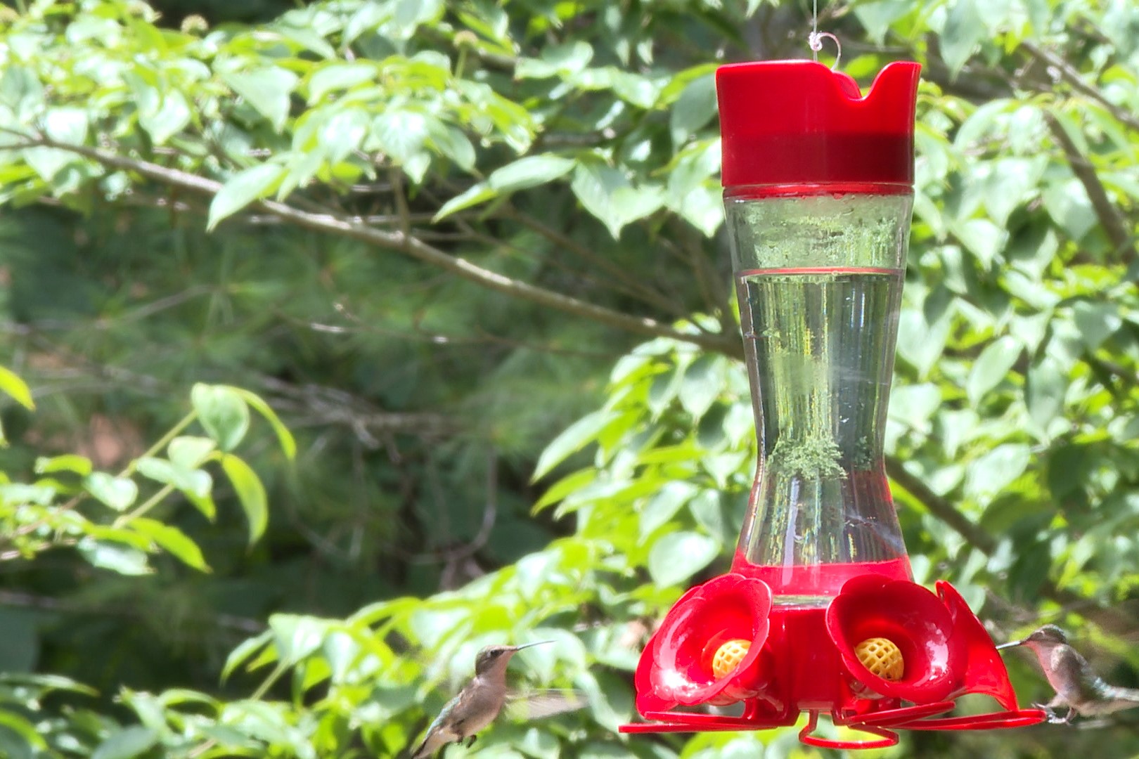Two hummingbirds at feeder