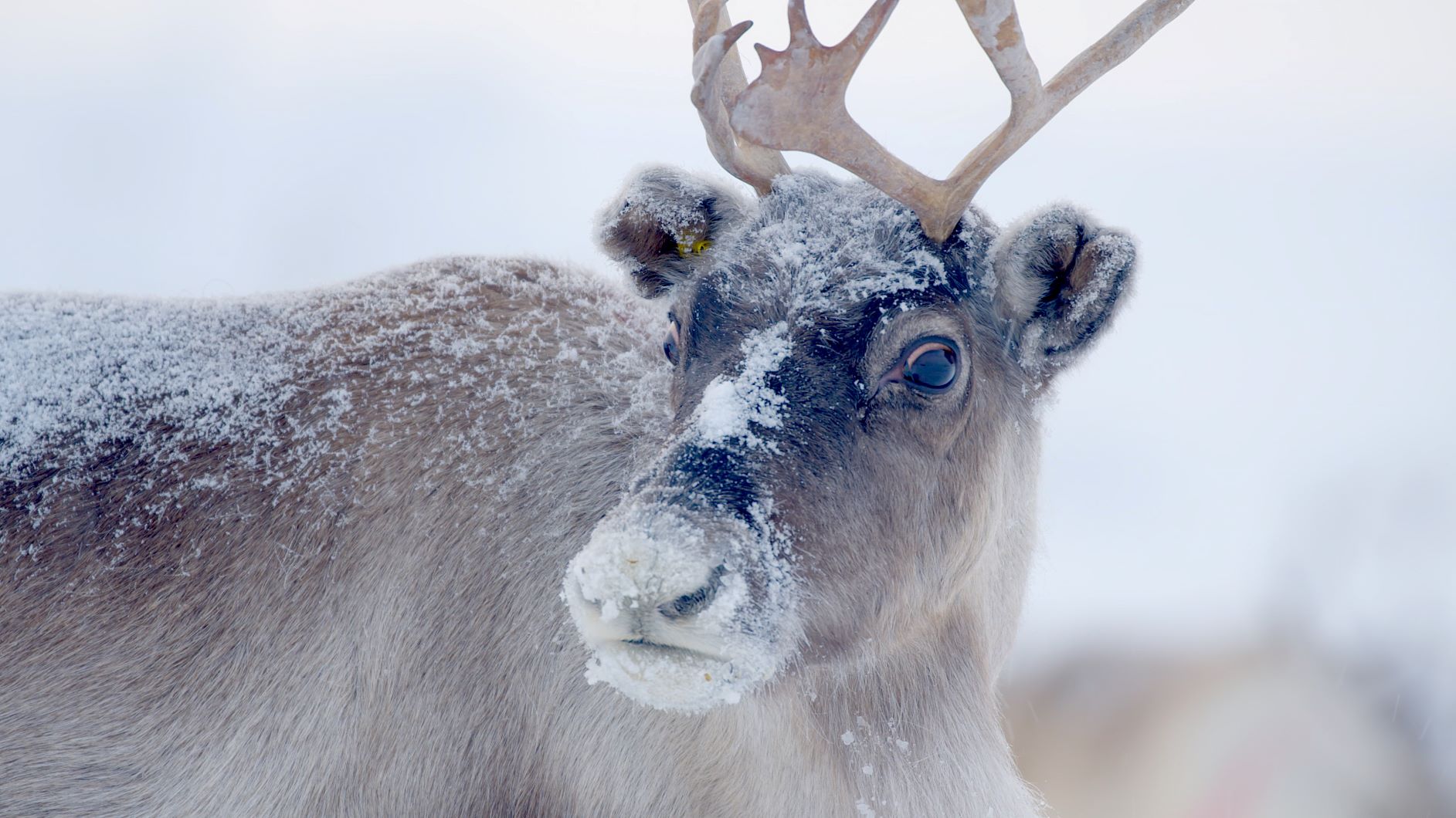 Nature Santa's Wild Home