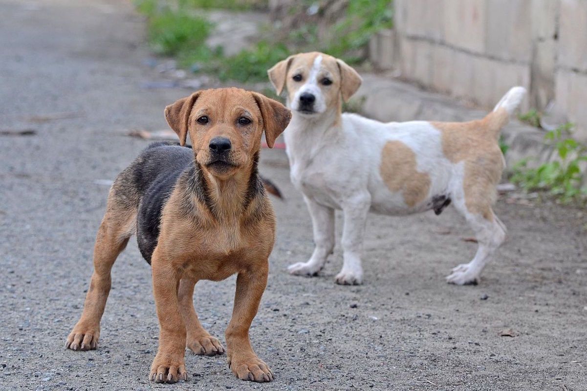 Dogs