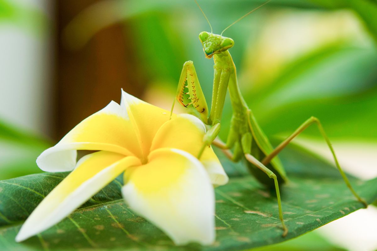 Praying mantis in yellow lily flower