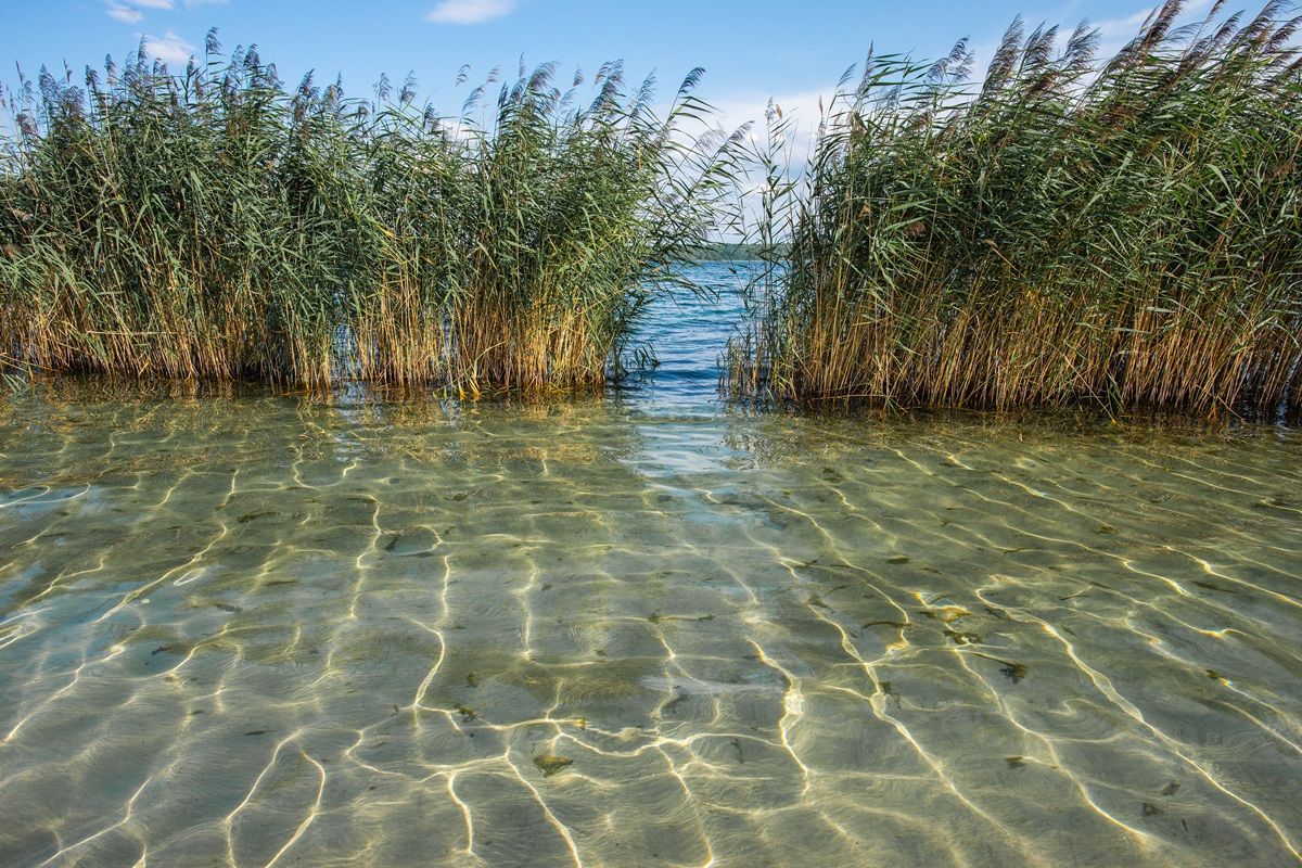 Beautiful summer lake with clear water and Phragmites australis reeds
