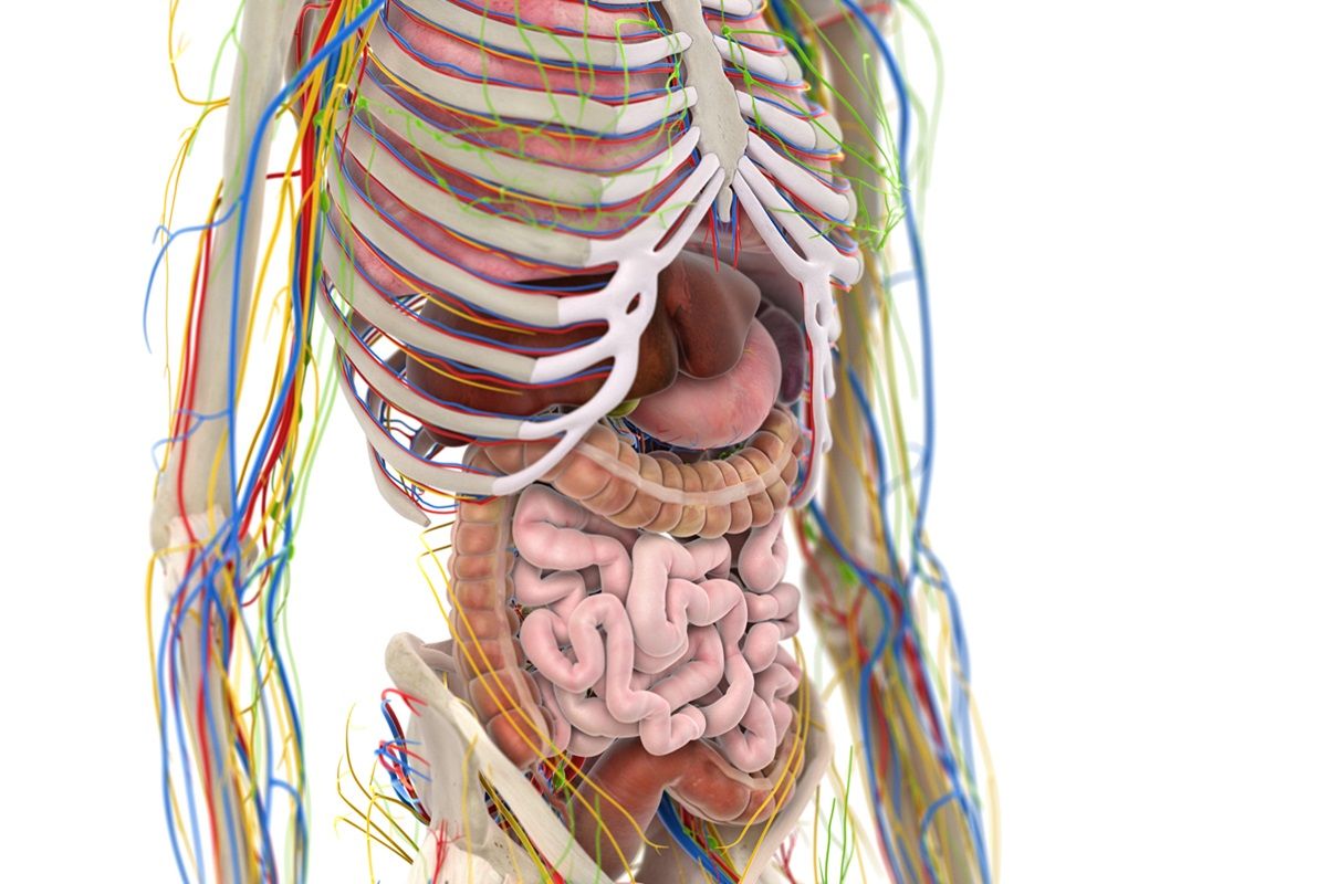 3d rendered medically accurate illustration of the abdominal organs