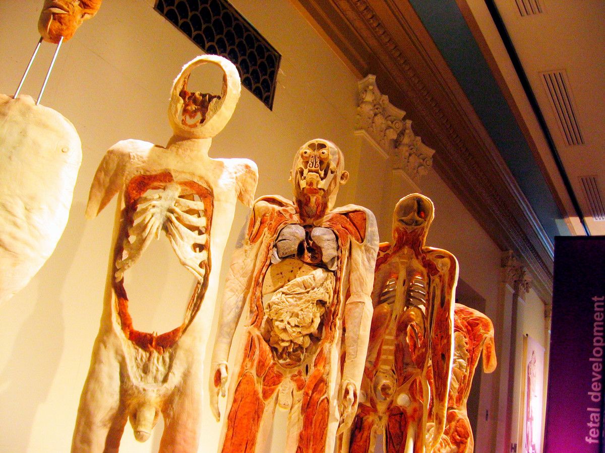 Model displays in a museum show the interior of the human body in a series of slices