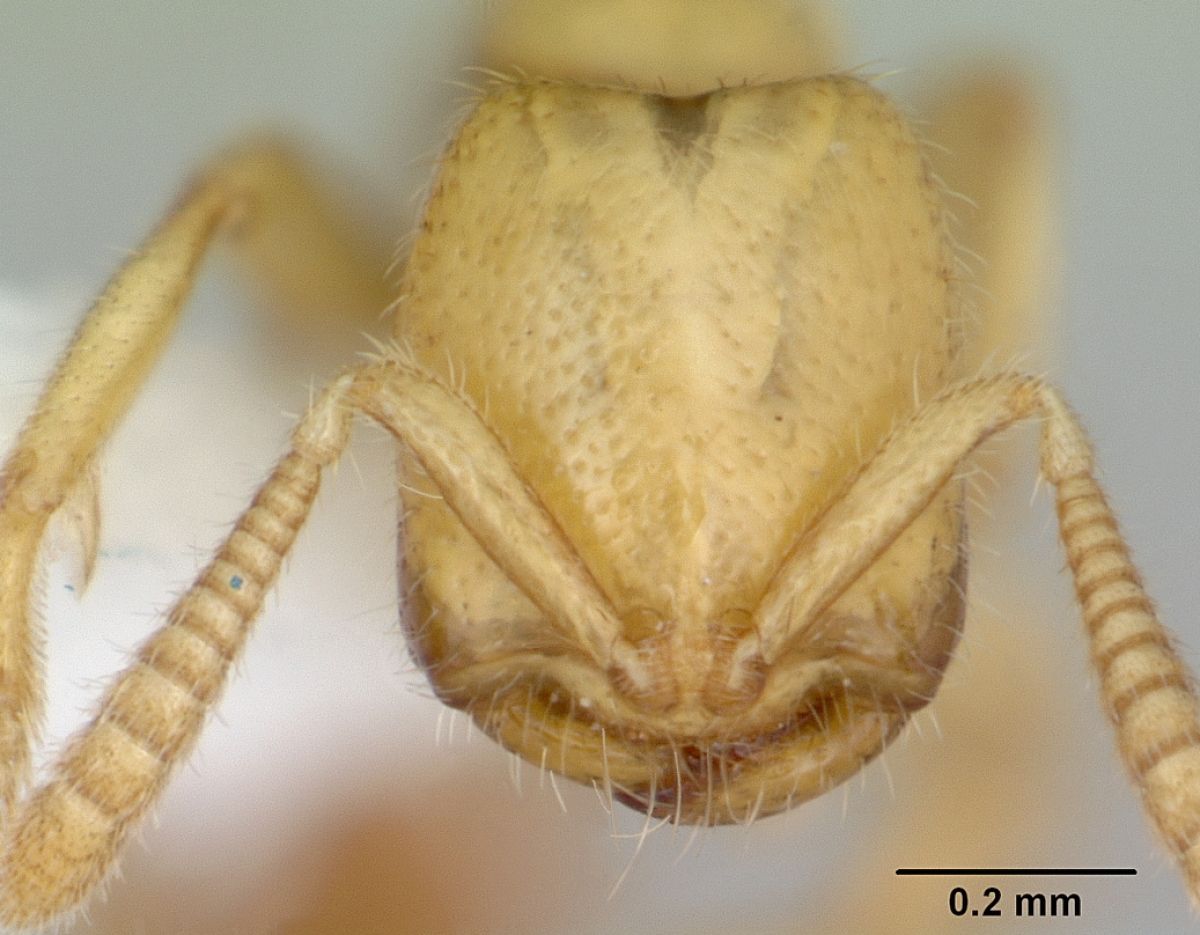 A closeup of a tan dracula ant's face with several small hairs