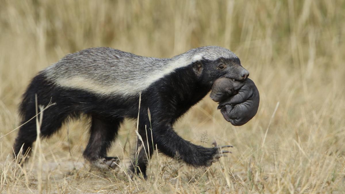 A mother honey badger carries her young baby in her mouth through a field