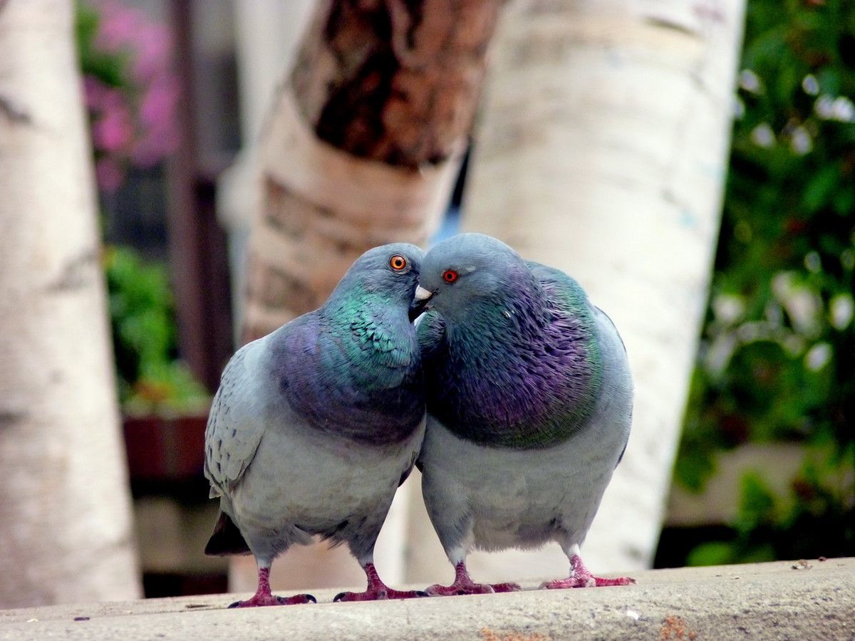 Two pigeons close together, one with its head into the side of the other