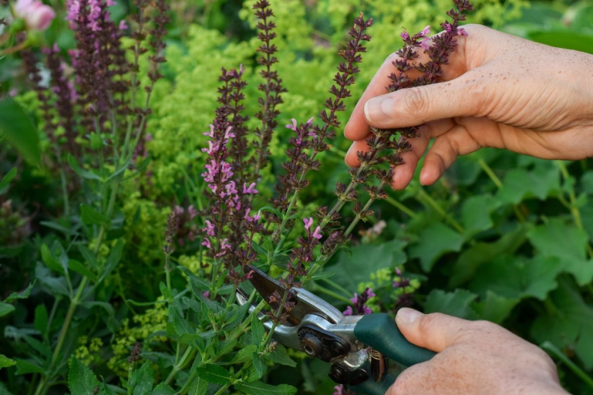 Deadheading spent purple salvia blooms