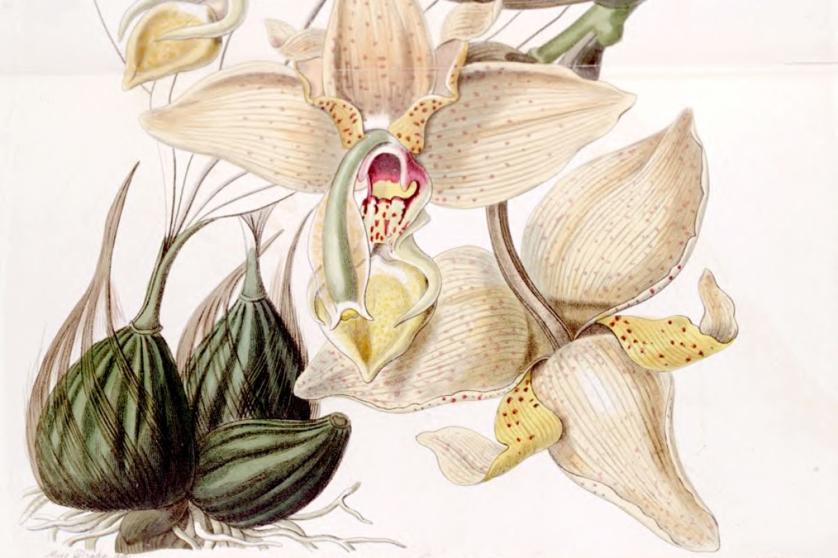Stanhopea quadricornis by Sarah Ann Drake