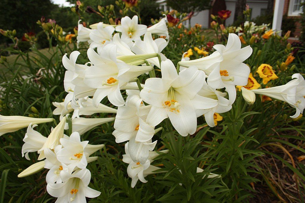 Easter lilies in a garden