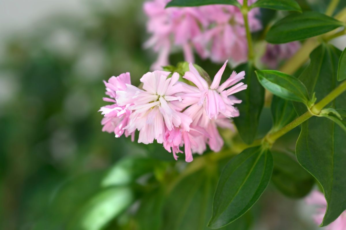 Double pink blooms of soapwort