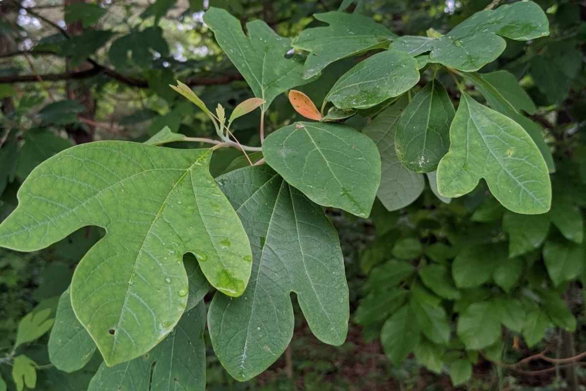 Sycamore Leaves