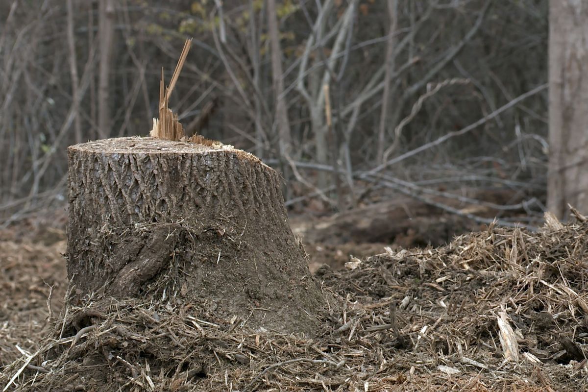 tree stump