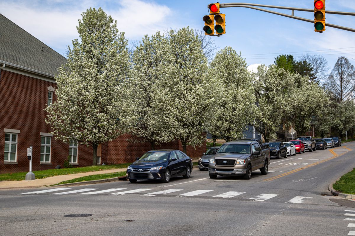 Blooming Bradford Pear trees along a street in Bloomington.