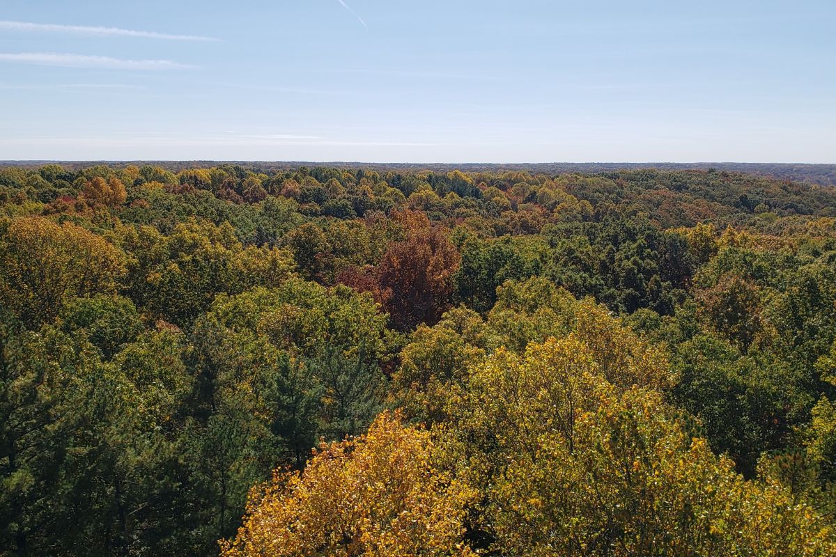 Brown County trees