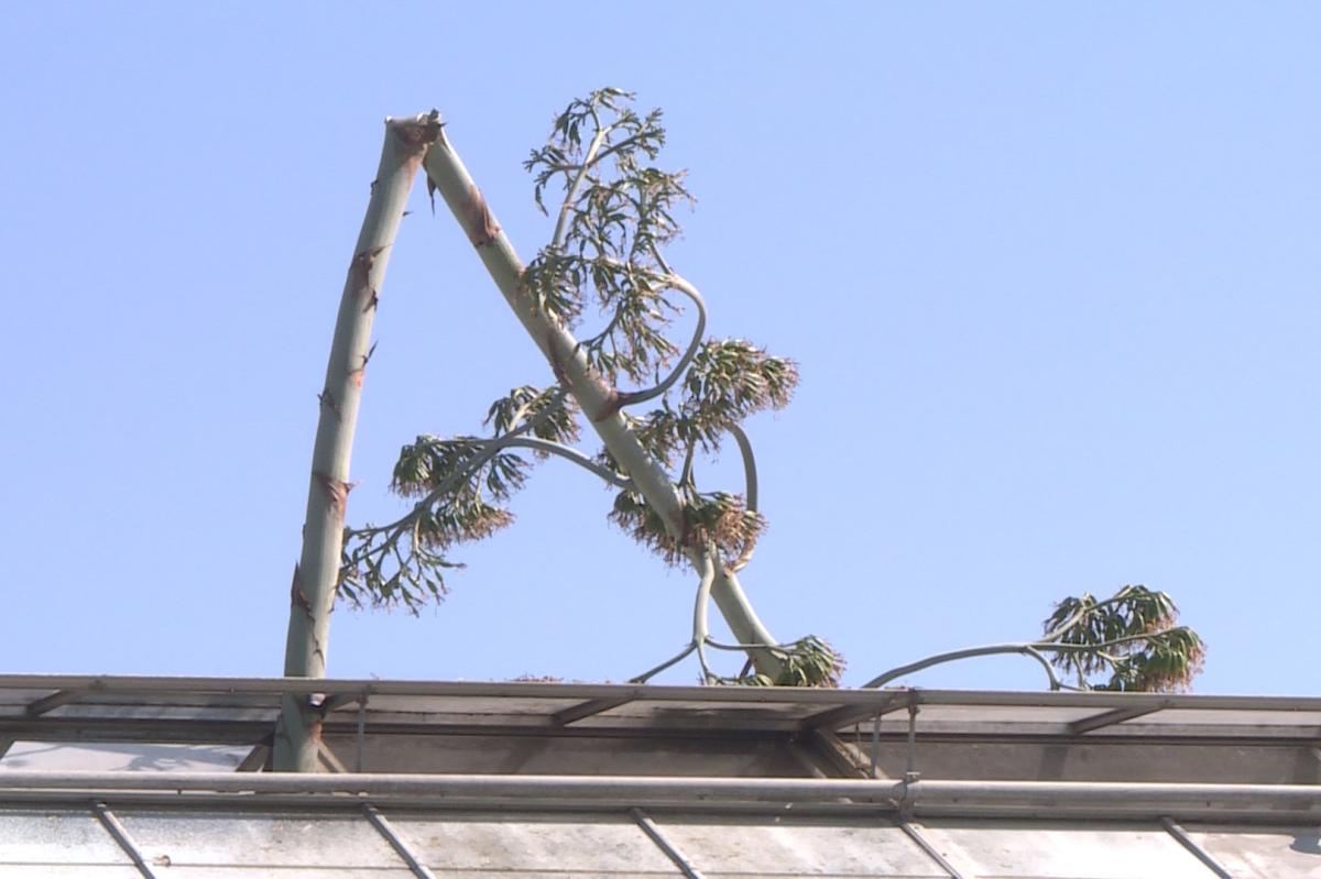 The broken stalk of the century plant following a storm.