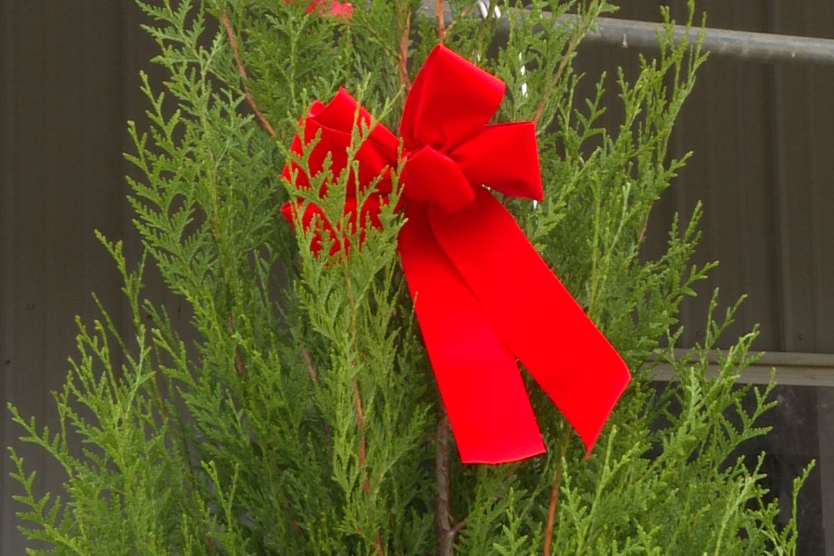 close-up Christmas tree with a bow at Abell nursery