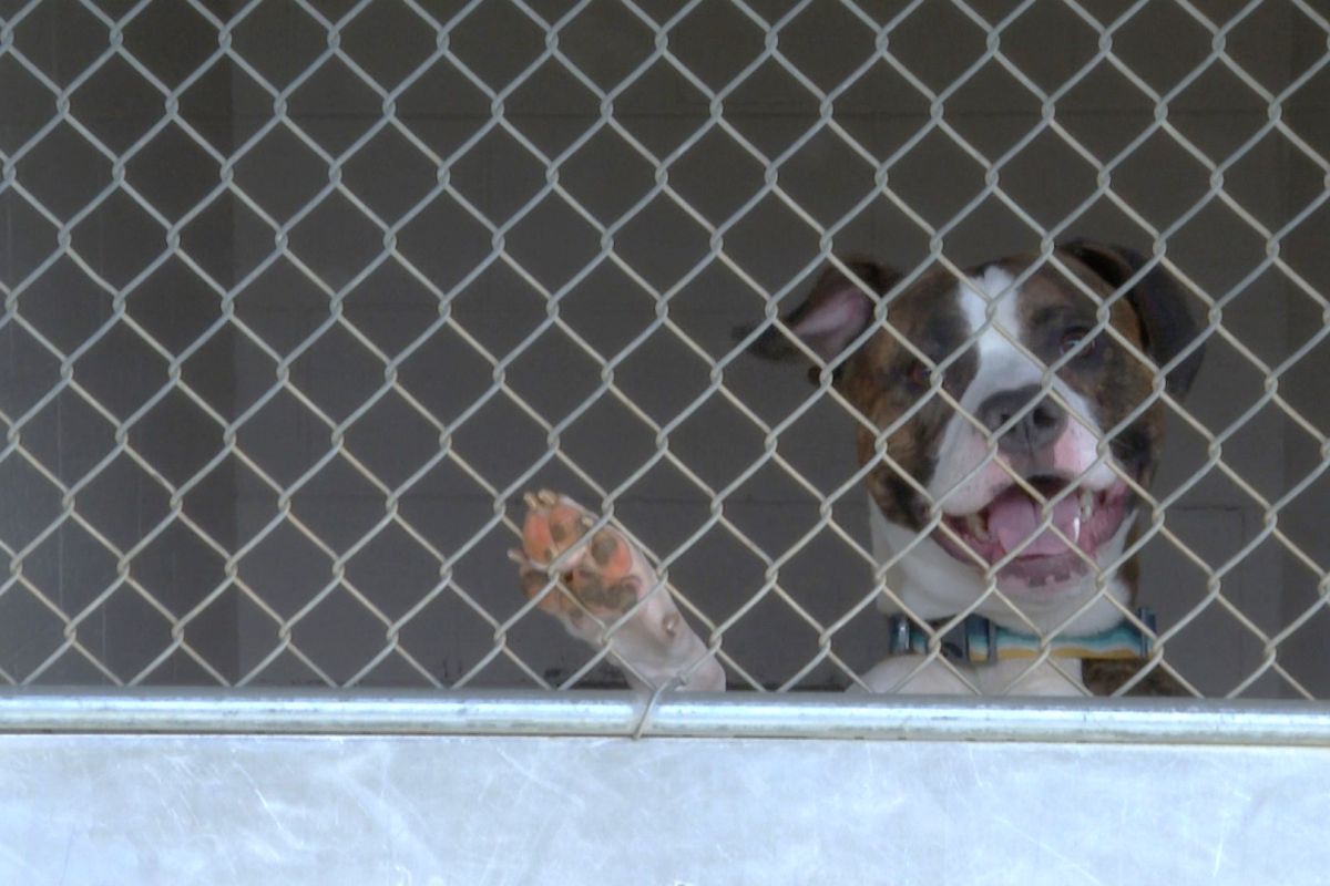 dog in cage